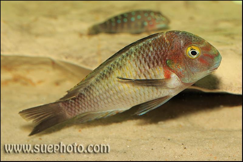 Tropheus sp. 'limespot' Zongwe